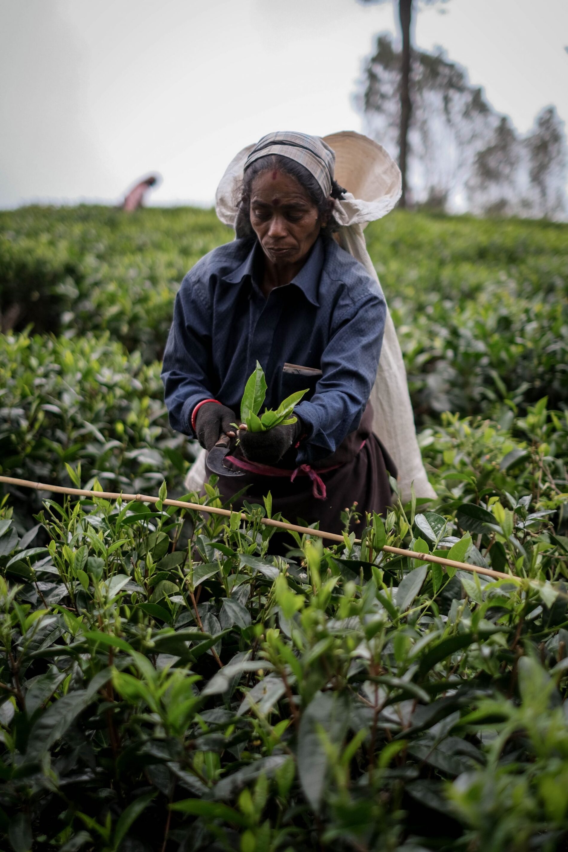 Tea picker in Nuwara Eliya, Sri Lanka
