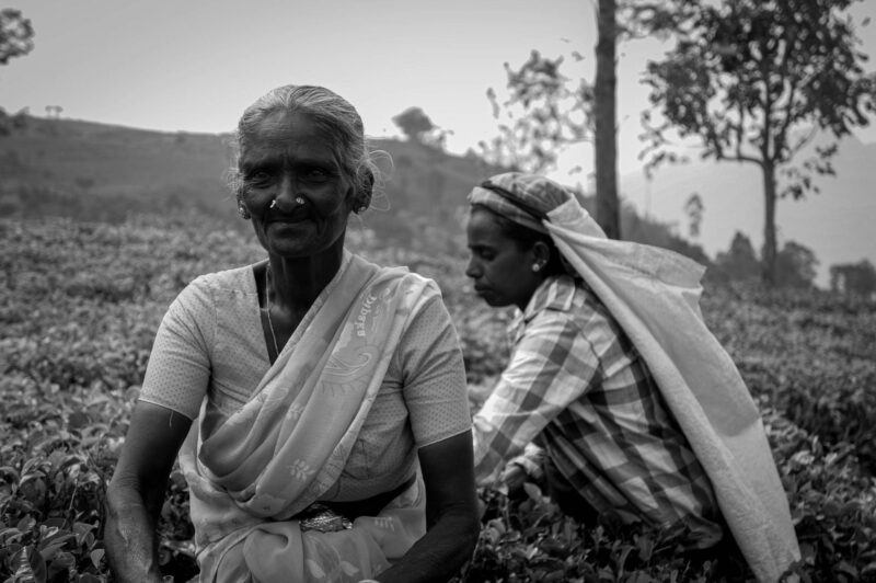 Tea picker in Nuwara Eliya, Sri Lanka