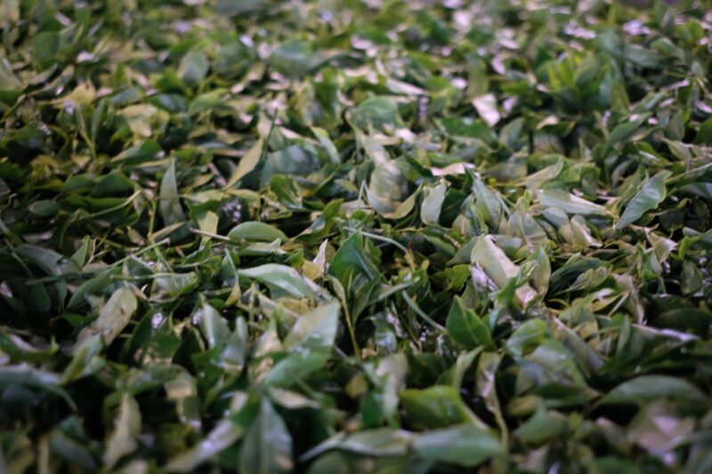 Tea Leaves in Dambro Tea Factory near Nuwara Eliya, Sri Lanka