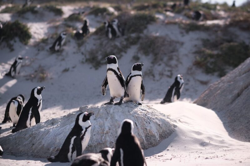 African Penuins at Boulders Beach penguin colony, Simon's Town