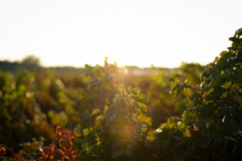Vineyard in Urla, Turkey